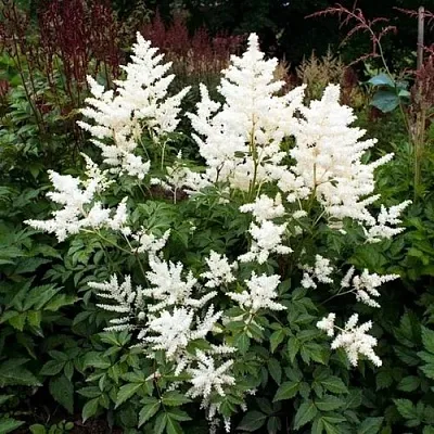 Астильба ДОЙЧЛАНД японская  Астильба ДОЙЧЛАНД японская в Самохваловичи