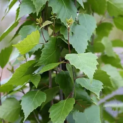Береза ФАСТИГИАТА повислая   Береза ФАСТИГИАТА повислая  в Самохваловичи