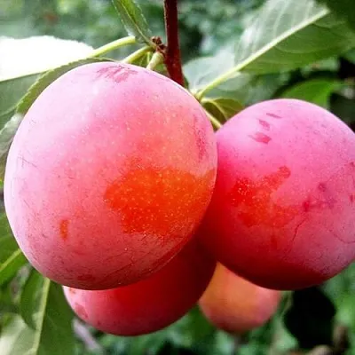 Слива КОМЕТА  Слива КОМЕТА в Самохваловичи