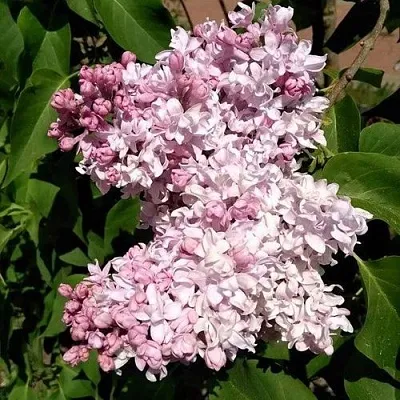 Сирень МИЛОСЕРДИЕ  Сирень МИЛОСЕРДИЕ в Самохваловичи