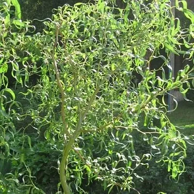 Ива МАТСУДАНА  Ива МАТСУДАНА в Самохваловичи