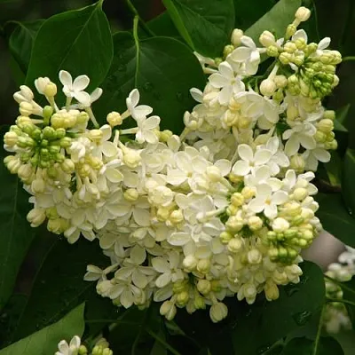 Сирень ПРИМРОУЗ  Сирень ПРИМРОУЗ в Самохваловичи