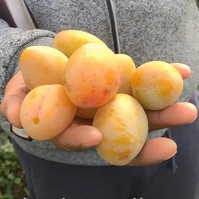 Слива ЯХОНТОВАЯ  Слива ЯХОНТОВАЯ в Самохваловичи