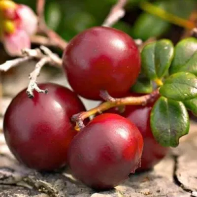 Клюква ЭРЛИ БЛЭК — описание сорта Клюква ЭРЛИ БЛЭК в Самохваловичи