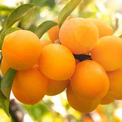 Слива МАРА  Слива МАРА в Самохваловичи