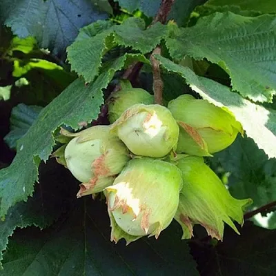 Фундук ТАМБОВСКИЙ РАННИЙ  Фундук ТАМБОВСКИЙ РАННИЙ в Самохваловичи