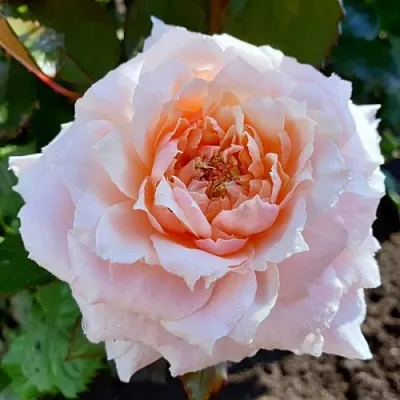 Роза ТСУМУГИ японская  Роза ТСУМУГИ японская в Самохваловичи