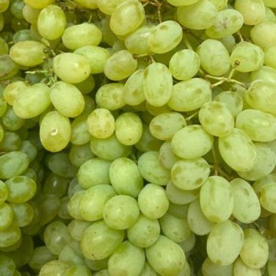 Зеленый в Самохваловичи