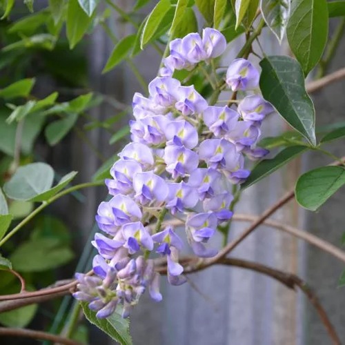 Глициния макростахия БЛЮ МУН в Самохваловичи