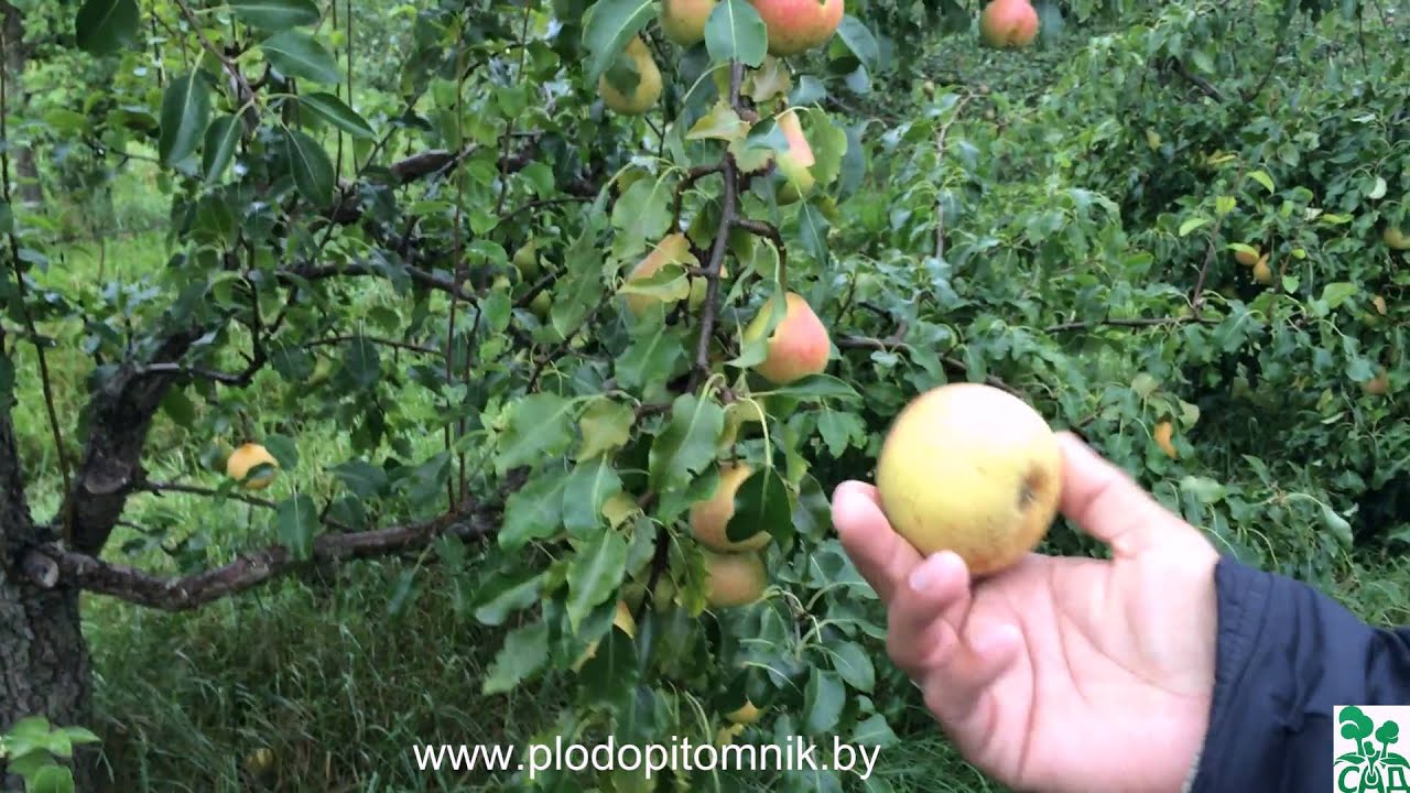 Превью видео