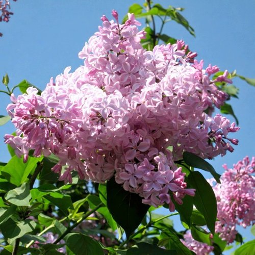 Сирень БУФФОН в Самохваловичи