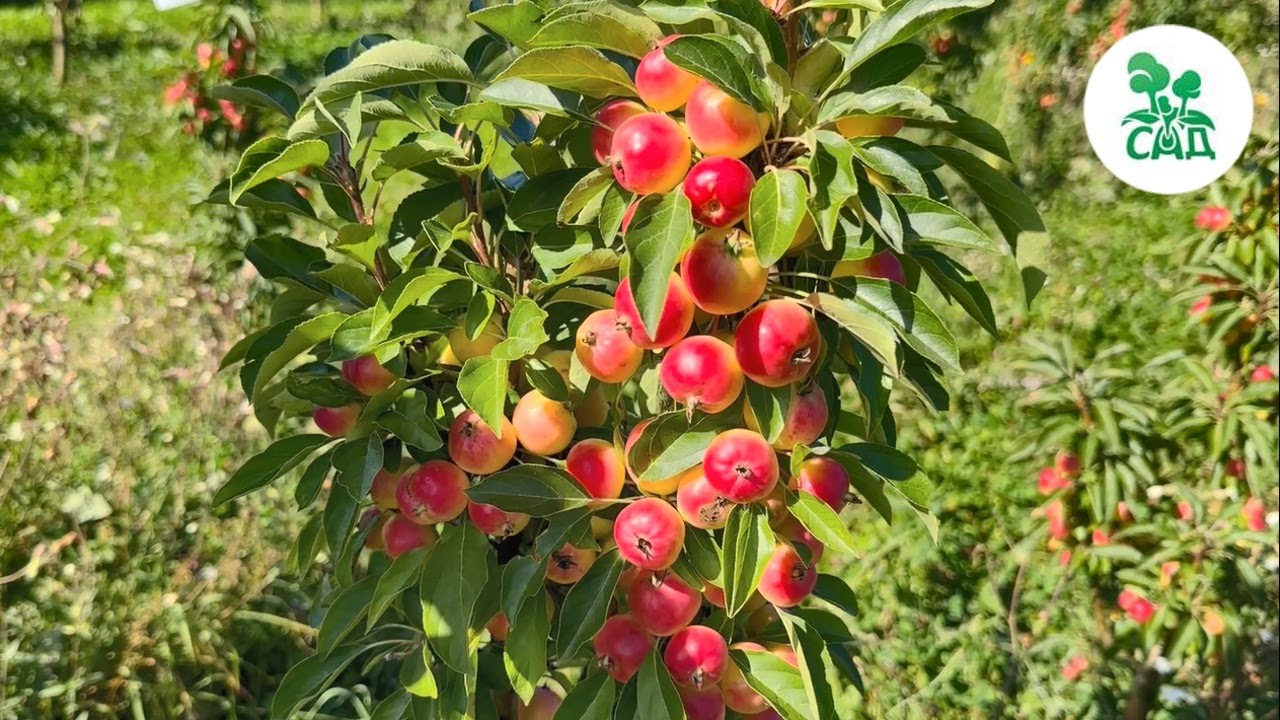 Превью видео