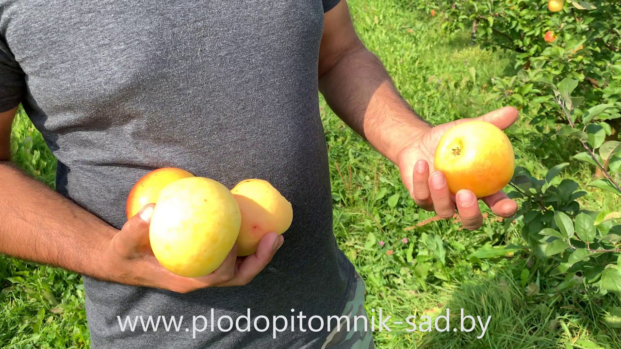 Превью видео