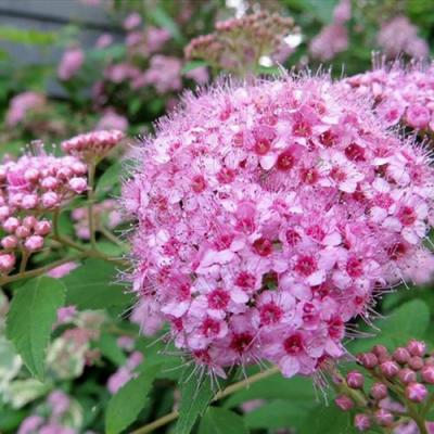 Розовая в Самохваловичи