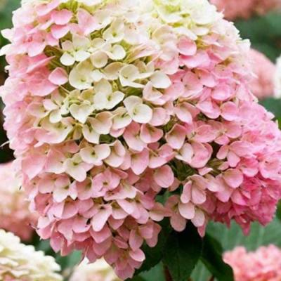 Низкорослые (карликовые) в Самохваловичи