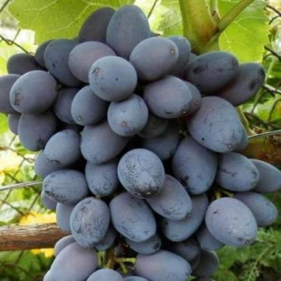Черный виноград в Самохваловичи