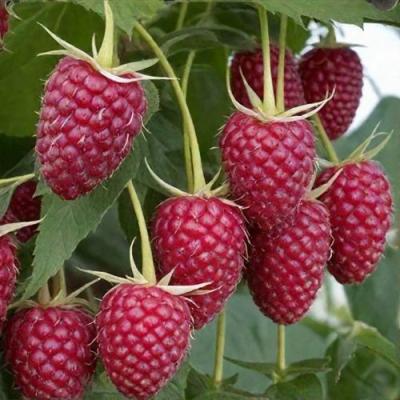 Высокая в Самохваловичи