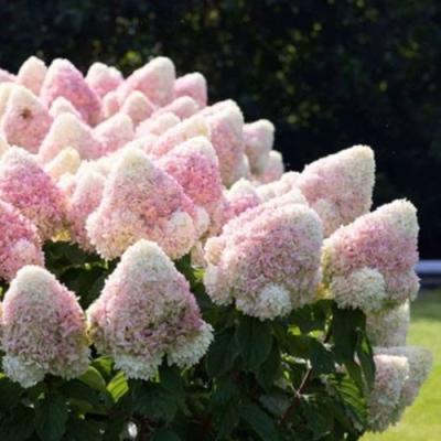 Бело-розовая в Самохваловичи