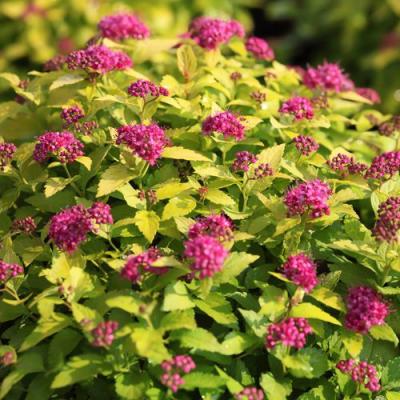 Японская в Самохваловичи