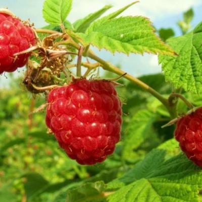 Бесшипная в Самохваловичи