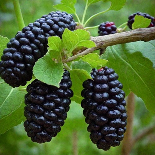 Шелковица плакучая в Самохваловичи