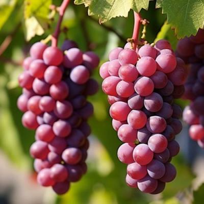 Фиолетовый в Самохваловичи