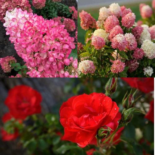 Комплект РОЗОВЫЙ ЗАКАТ в Самохваловичи