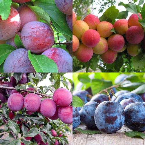 Комплект СЛИВОВЫЙ САД в Самохваловичи