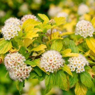 Желтый в Самохваловичи