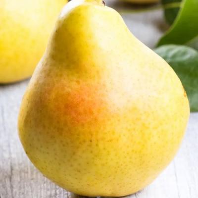 Желтая в Самохваловичи