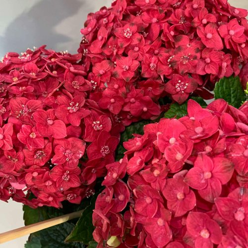Гортензия ЭНДЛЕСС САММЕР ЛАВ крупнолистная в Самохваловичи