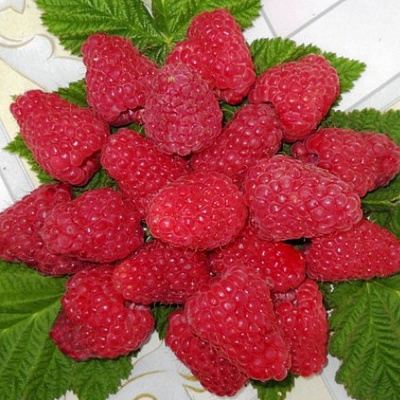 Сладкая в Самохваловичи