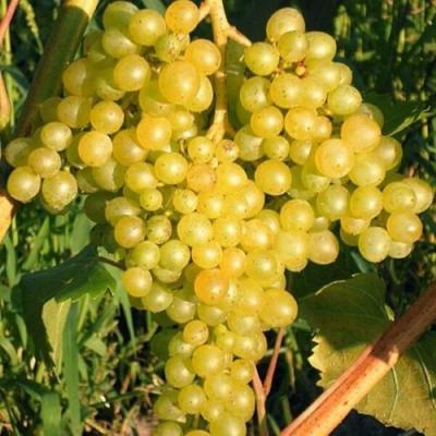 Желтый в Самохваловичи