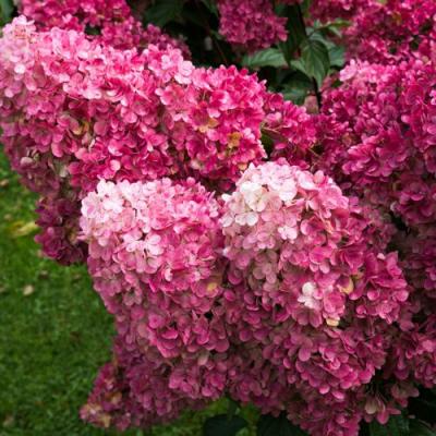 Фрайз в Самохваловичи