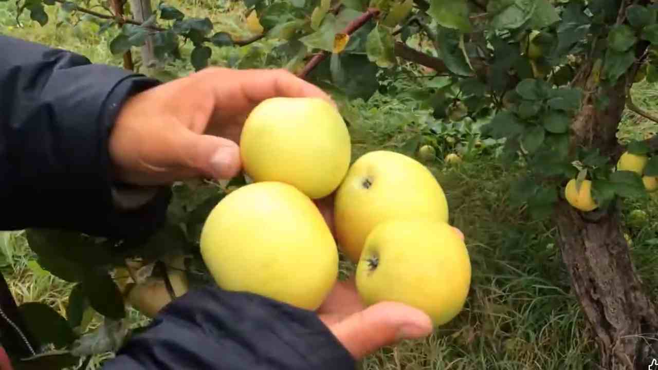 Превью видео