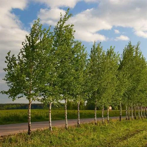 Береза обыкновенная в Самохваловичи