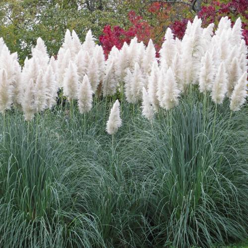 Кортадерия белая (пампасная трава) в Самохваловичи