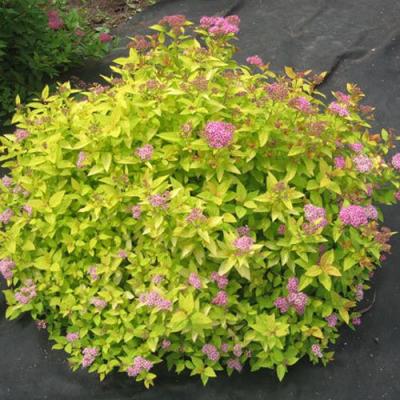 Голден в Самохваловичи