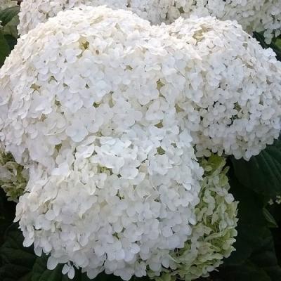 Белая в Самохваловичи