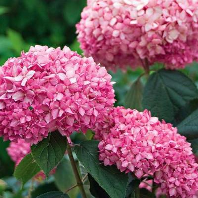 Розовая в Самохваловичи