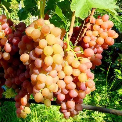 Сладкий в Самохваловичи