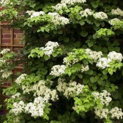 Черешковая в Самохваловичи