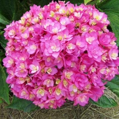 Ремонтантная в Самохваловичи