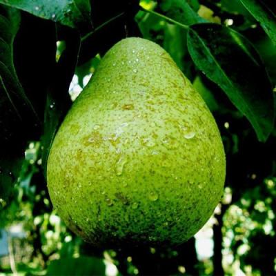 Зеленая в Самохваловичи