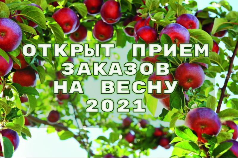 Предзаказ на весну 2021