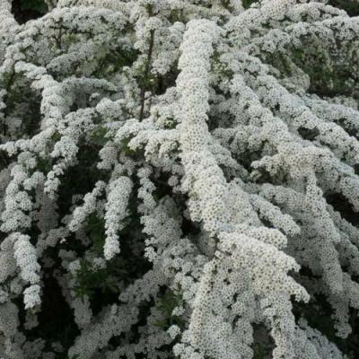 Серая в Самохваловичи