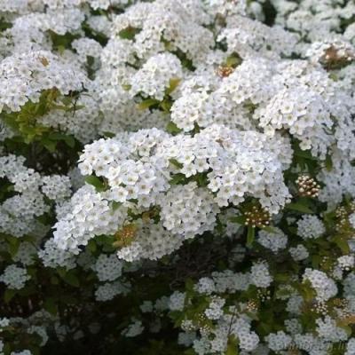 Белая в Самохваловичи