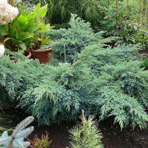 Можжевельник БЛЮ ШВЕД (СВИД) чешуйчатый в Самохваловичи