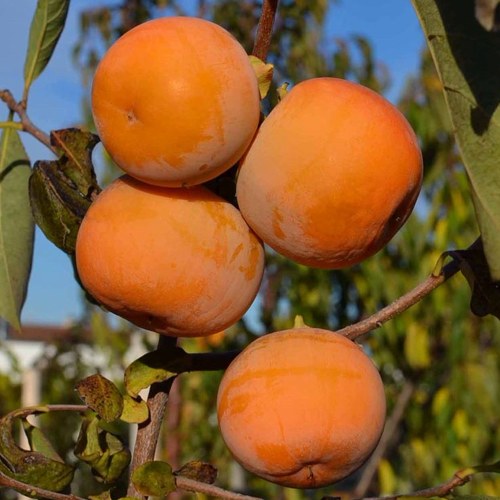 Хурма РОССИЯНКА в Самохваловичи