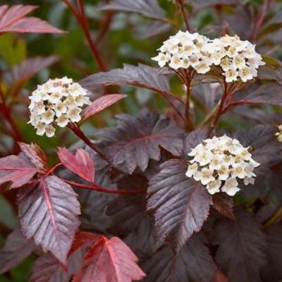 Бордовый в Самохваловичи